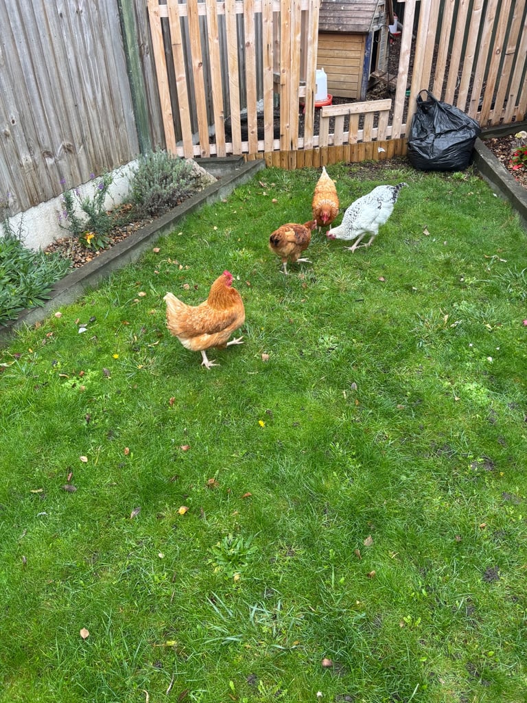 image for Chicken coop with chickens 