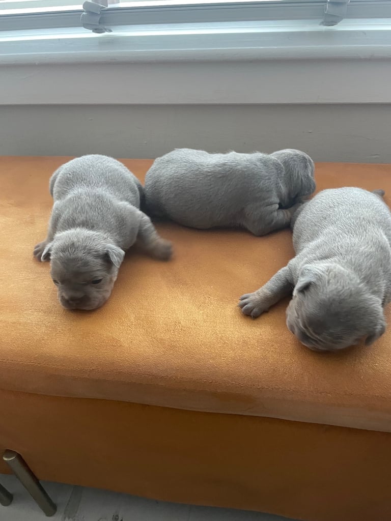 French bulldog puppies