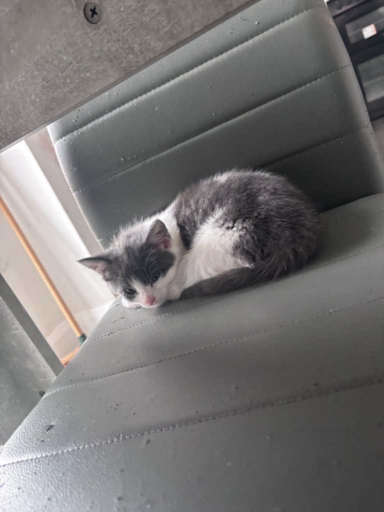 Kittens for sales immediately 