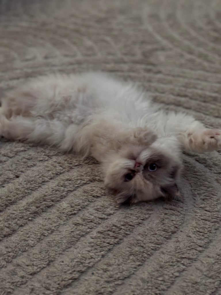 Persian cat- new loving home needed 