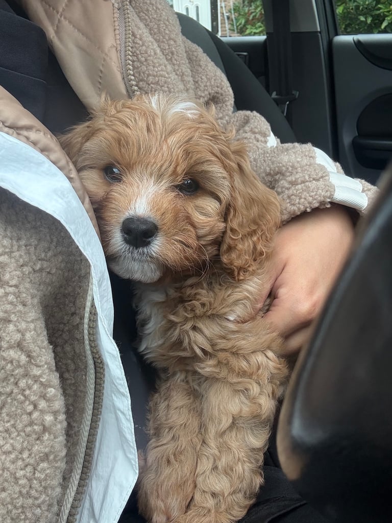 Cavapoo puppy’s 