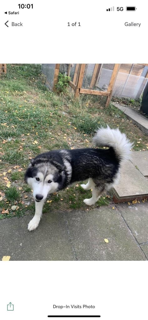 6yr female.  Owner passed away