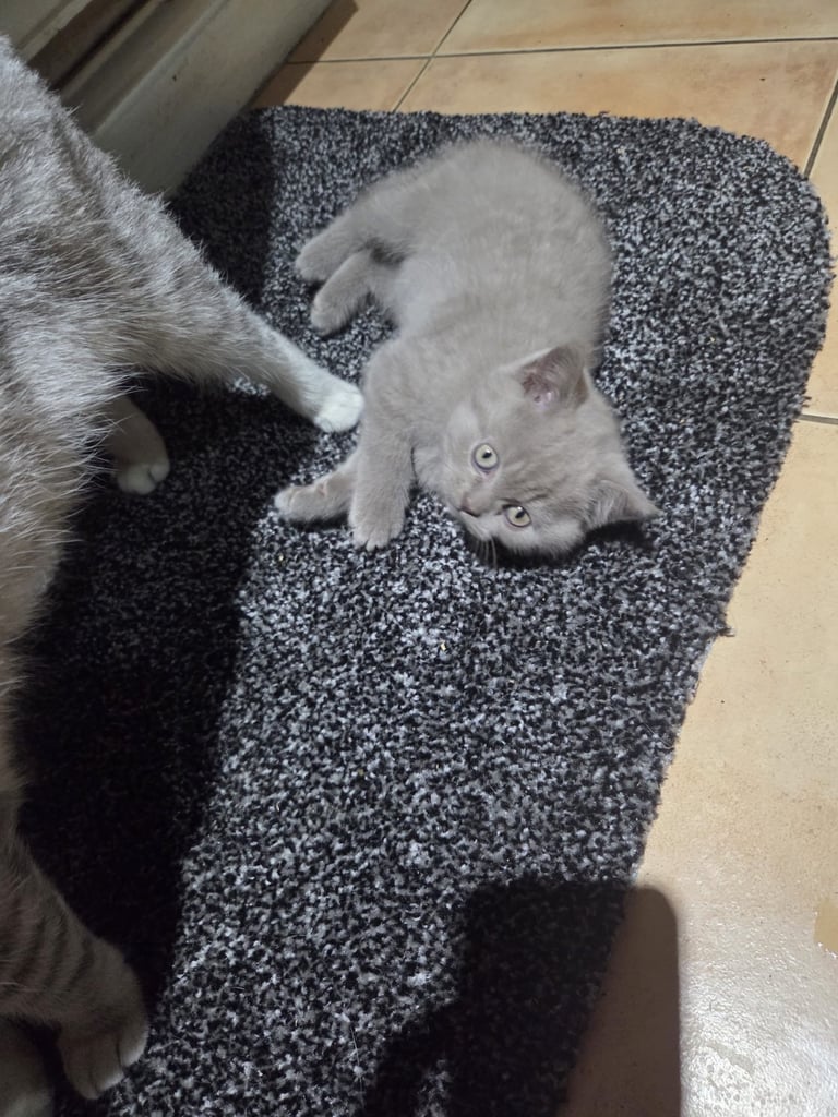 British Short Hair Kitten Bargain
