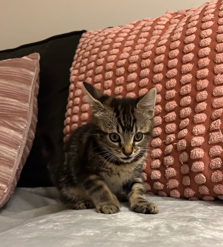 Beautiful tabby kittes