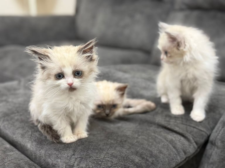 Ragdoll Kittens Forsale
