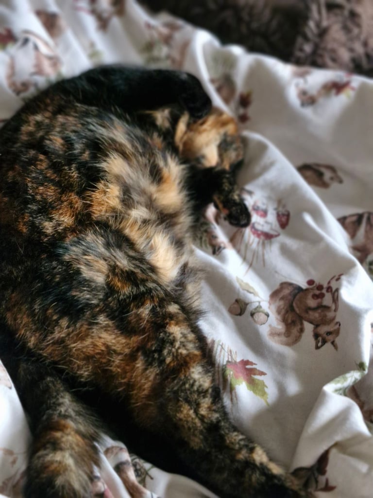 BEAUTIFUL TORTY SAGE 