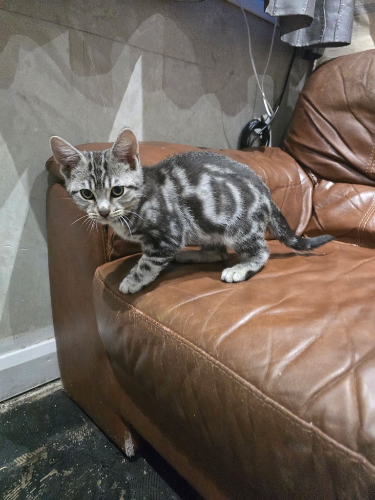 Beautiful half bengal male kitten avaliable