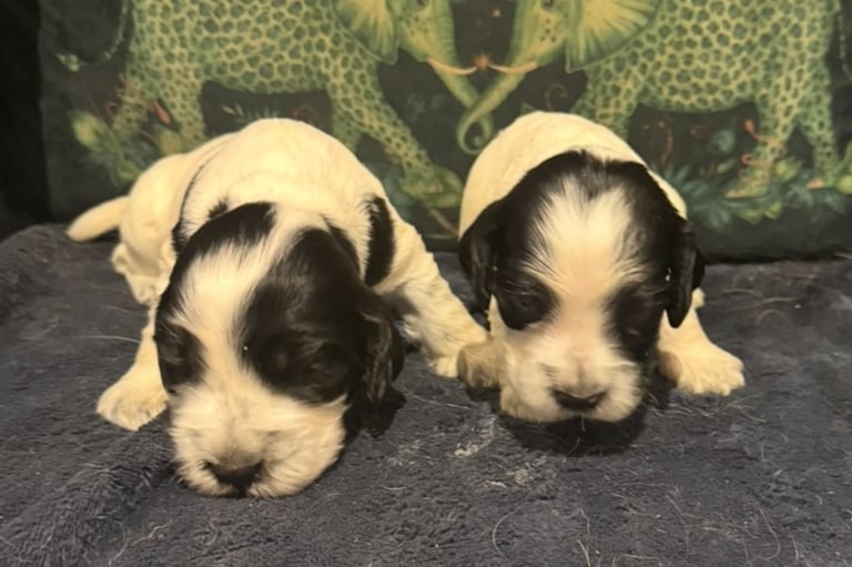 KC reg show cocker spaniel puppies blue roan girl black white boys  