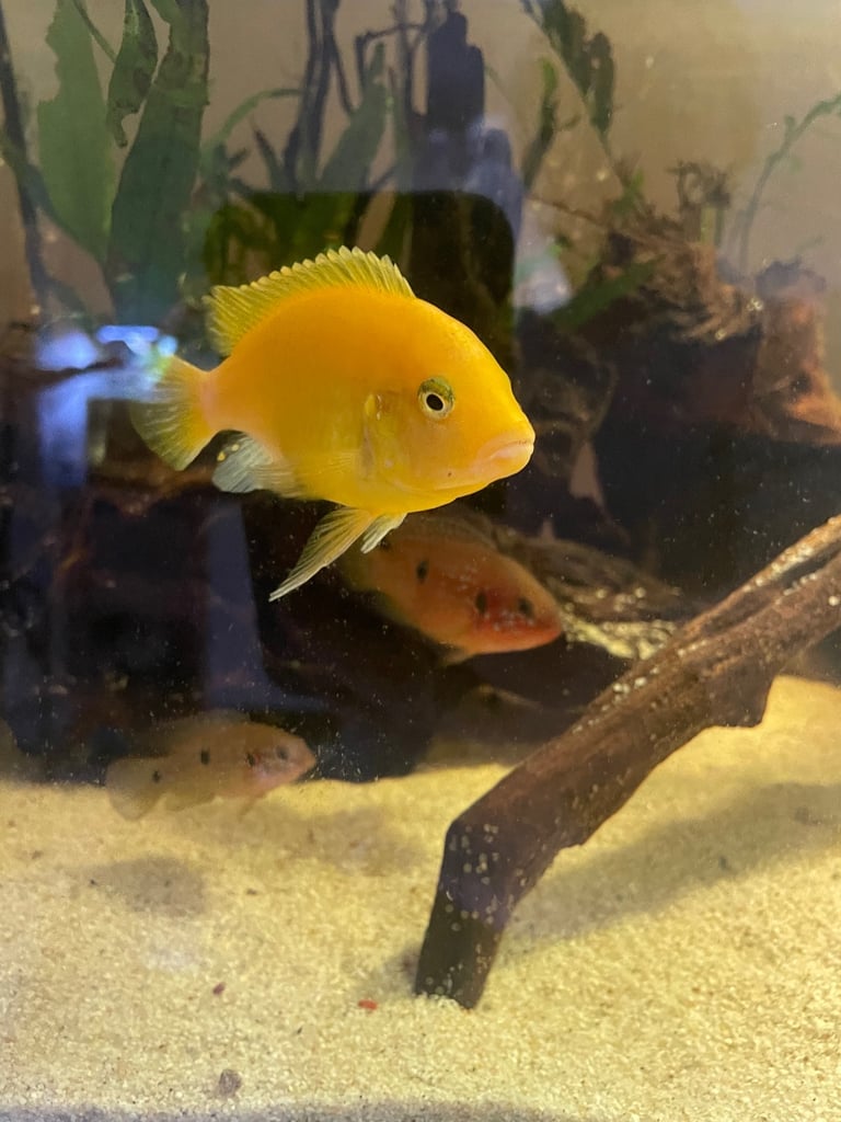Cichlids for sale 