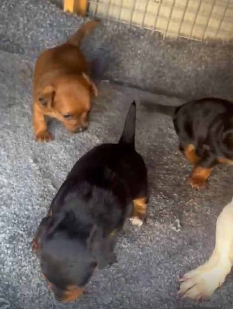 Miniature Asian toy Jackapoo puppys