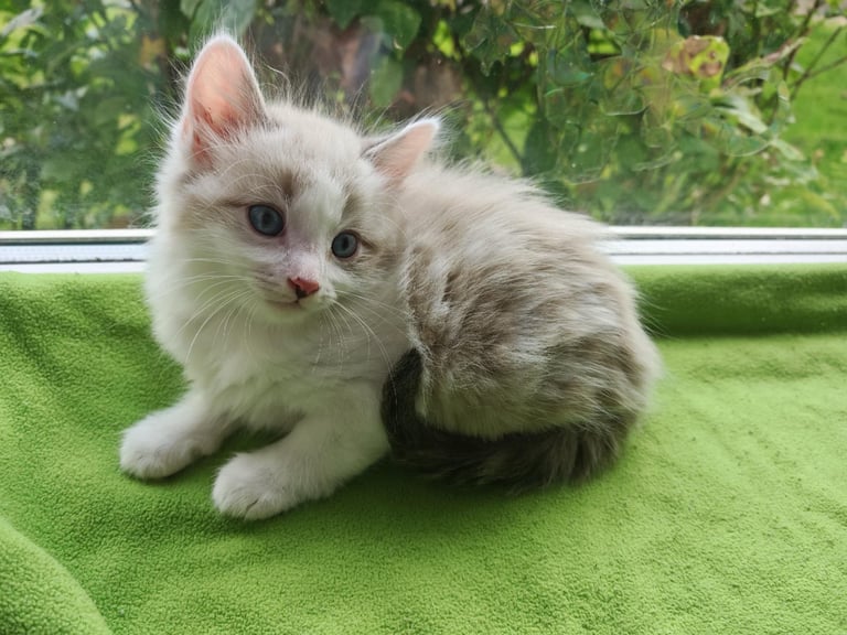 Ragdoll/Siamese Beautifull Kitten 