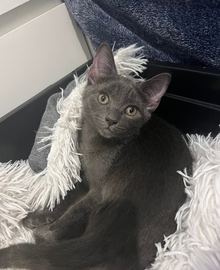  Adorable kittens Ragdoll mixt