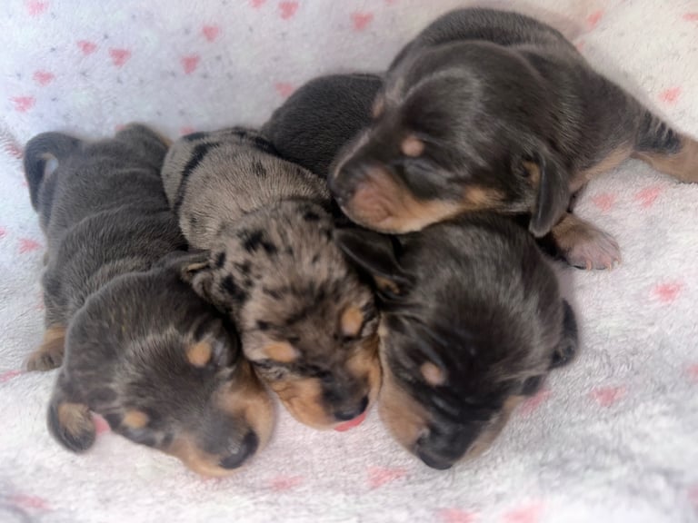 Kc reg Minature Dachshunds