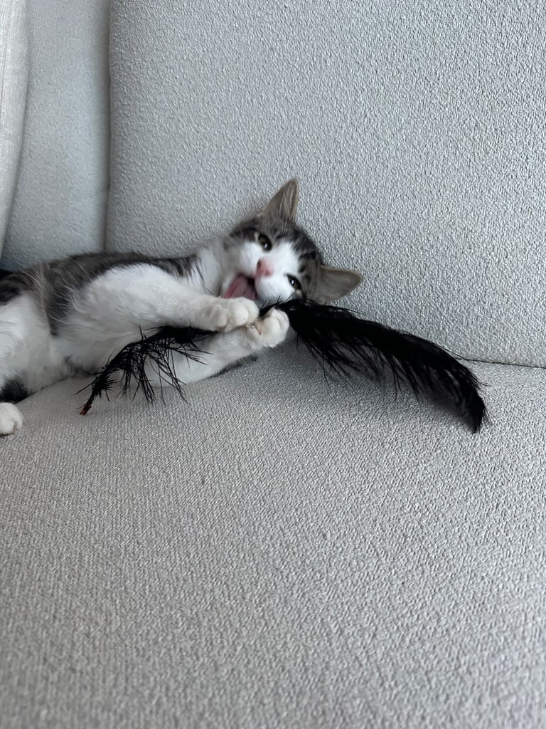 Male British long hair / Maine coon 6 month old - neutered, jabbed etc 