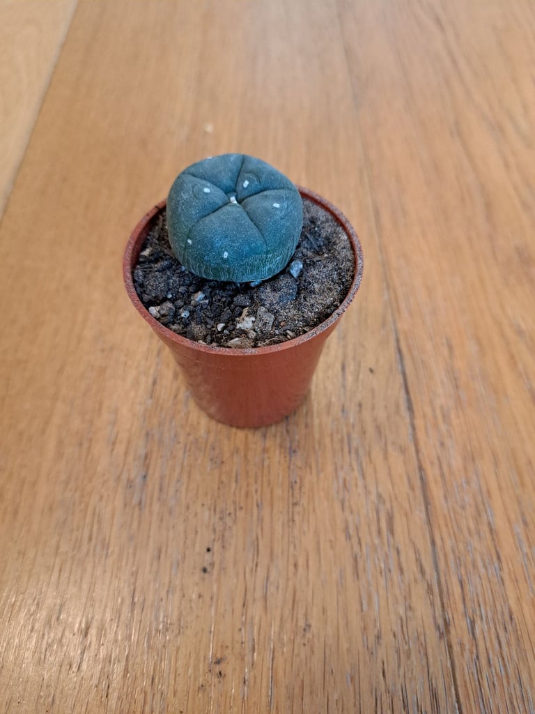 Lophophora williamsii - peyote - rare succulent plant - cactus