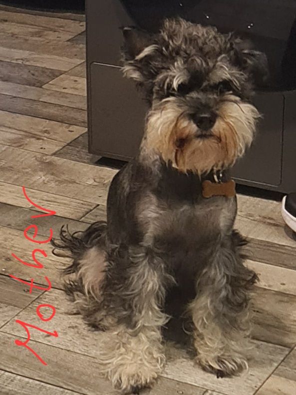 Schnauzer mini + YorkshireTerrier Biewar puppys