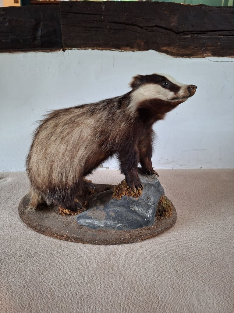 image for Taxidermy 