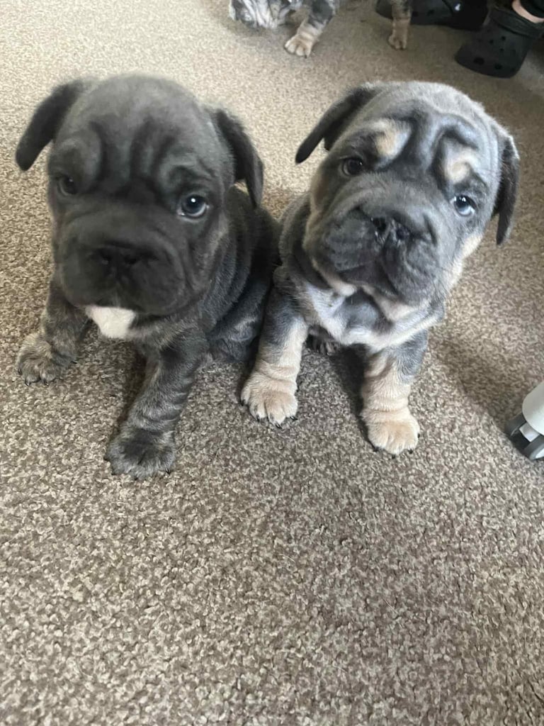 Only 3 boys left, 5 ⭐️ French bulldogs carrying fluffy 😍