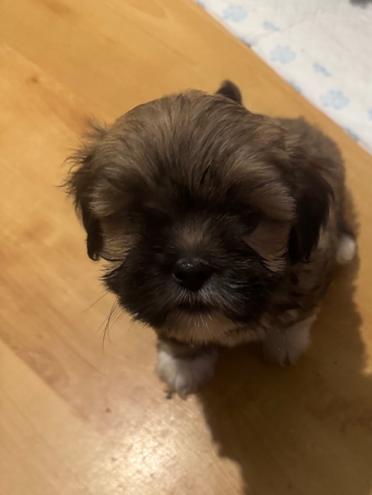 Lhasa apso puppies 