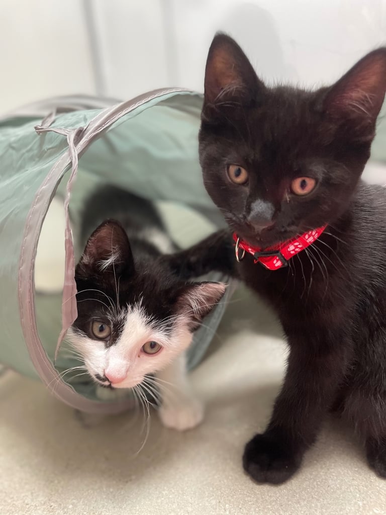 Ozzy & Oscar - Bonded Pair 🐾