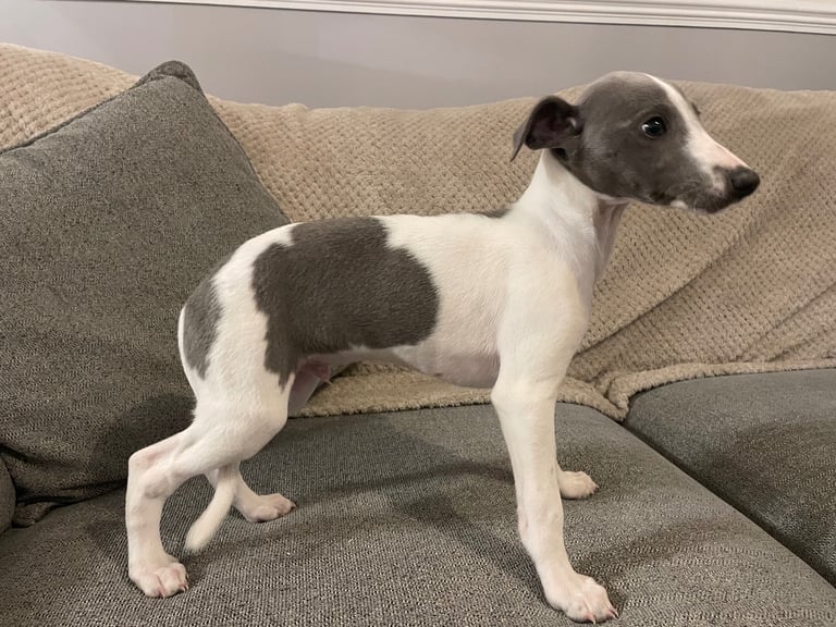 ⭐️⭐️ gorgeous whippet puppies⭐️⭐️