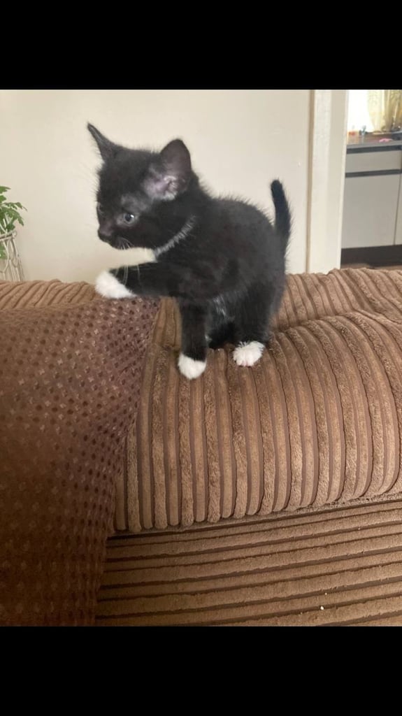 image for 5 Kittens for sale