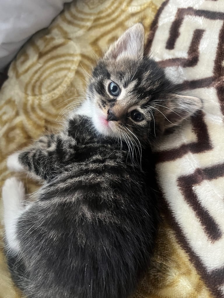 URGENT beautiful dark haired kitten 