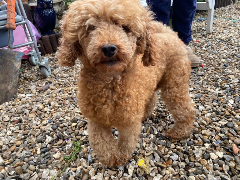 image for Miniature poodles