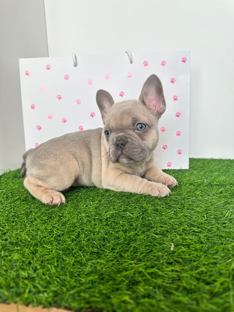 5 French bulldog puppies 
