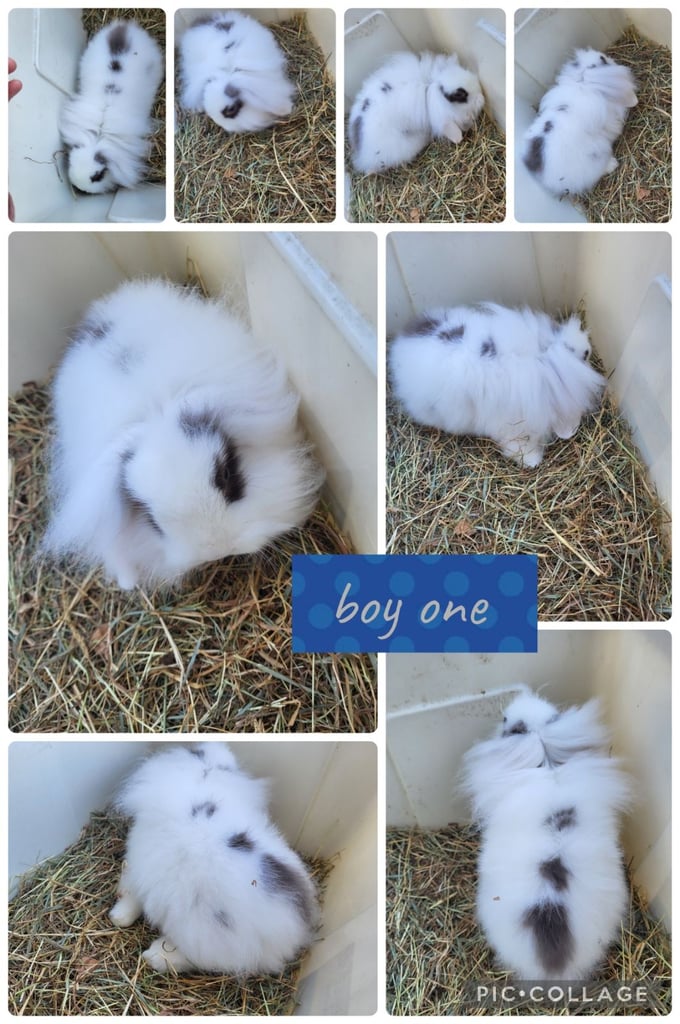 image for 2 beautiful bucks mini lion lop ready to go 
