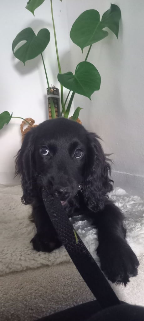 Cocker Spaniel Puppy 