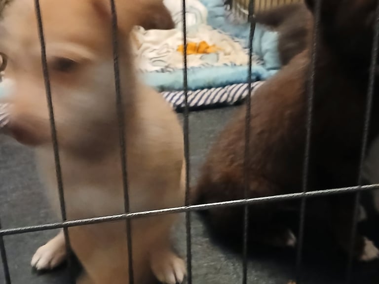 Mum is a husky collie cross dad is a malamute husky cross 