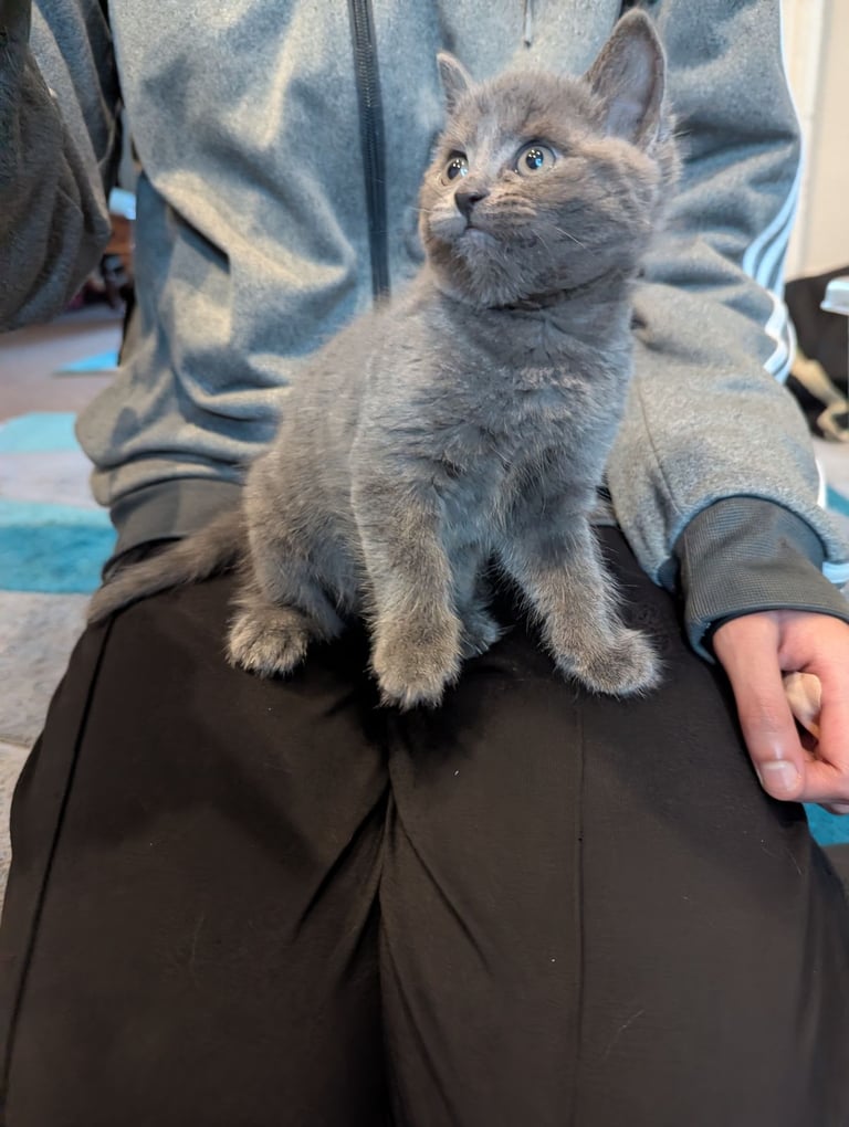 Kittens need a home soon