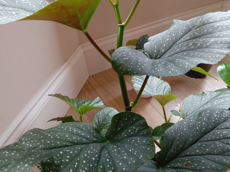 Begonia house plant