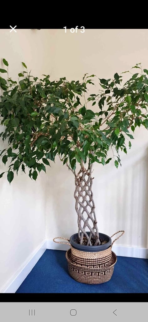 Unique Ficus Benjamina real plant