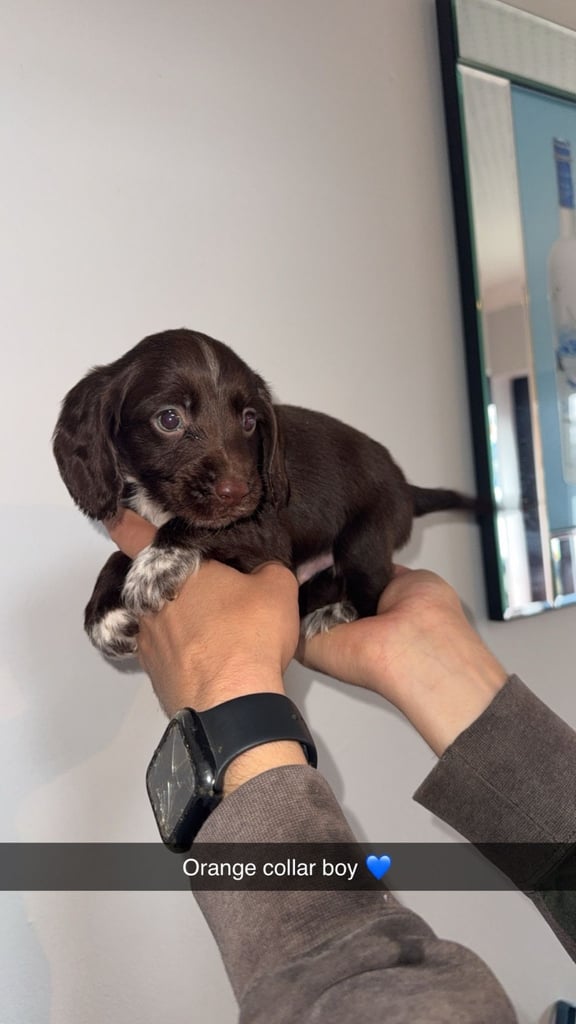 Cocker spaniel puppies 