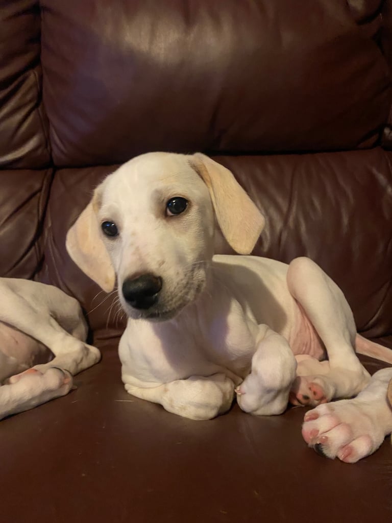 Lurcher pups