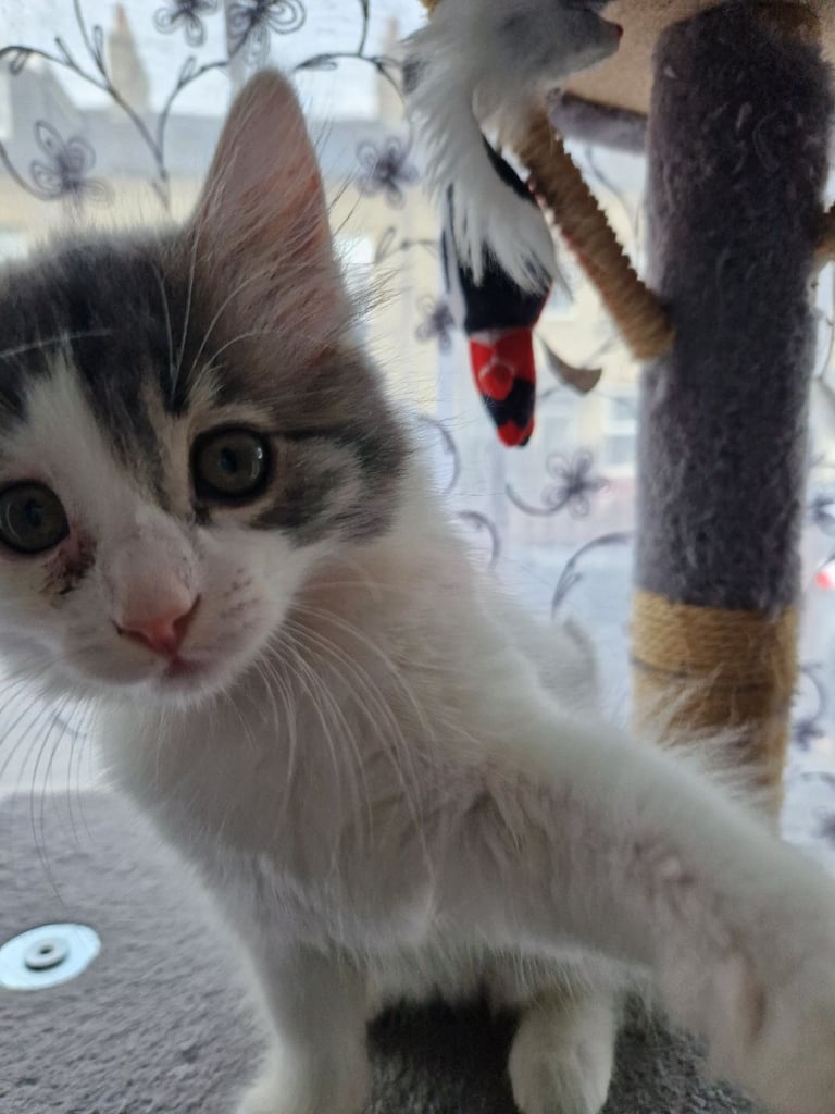 Kittens 