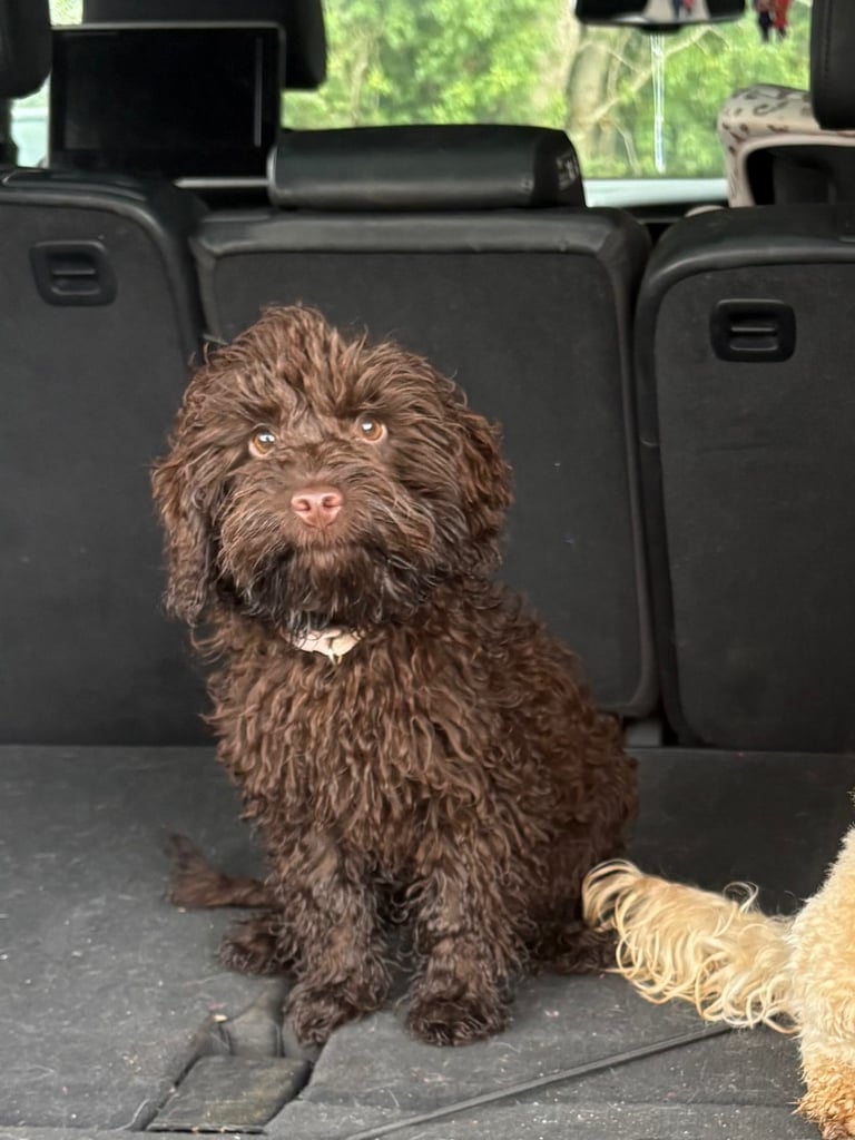 cockapoo 