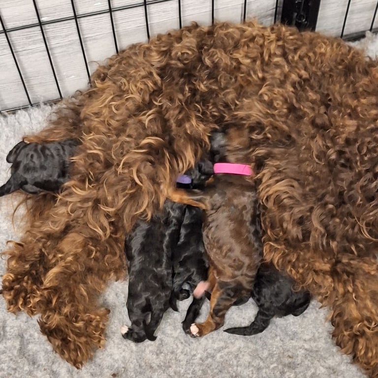 CAVAPOCHO  PUPPIES 8 WEEKS READY NOW