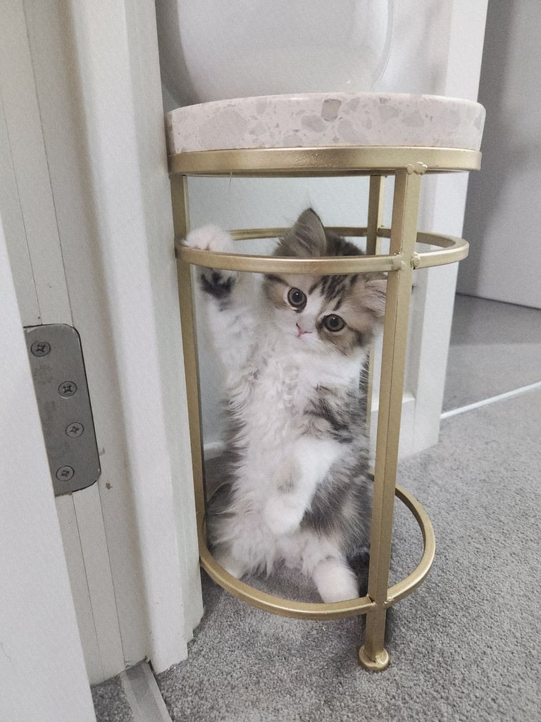 Pure persian doll face chinchilla kitten 