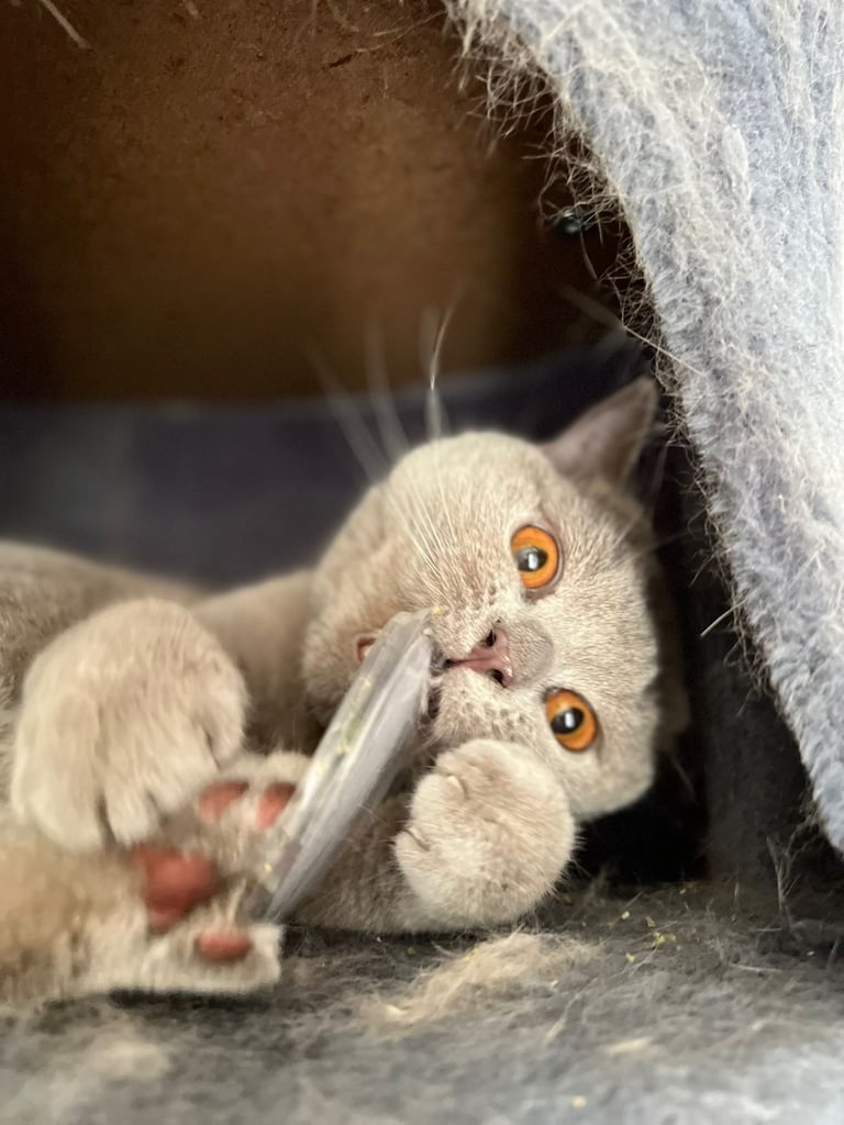 British Shorthair Cat