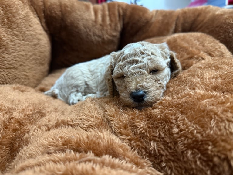 5 Beautiful Miniature Poodles For Sale 