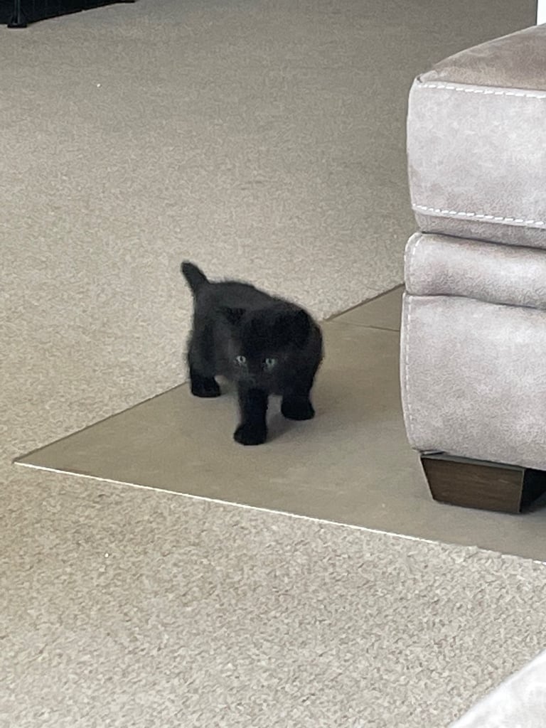 Gorgeous gccf British shorthair kittens