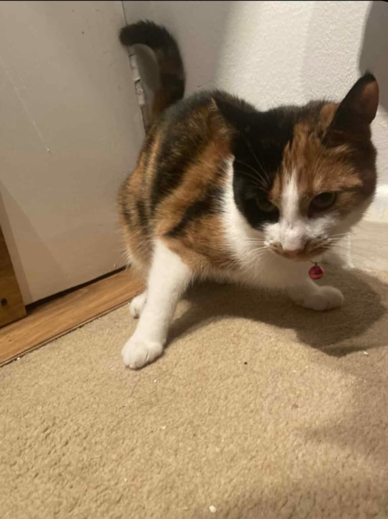 Beautiful tortishell 