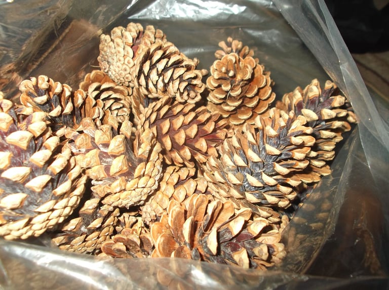 Pine Cones - Wreaths Floral Arrangements x 70