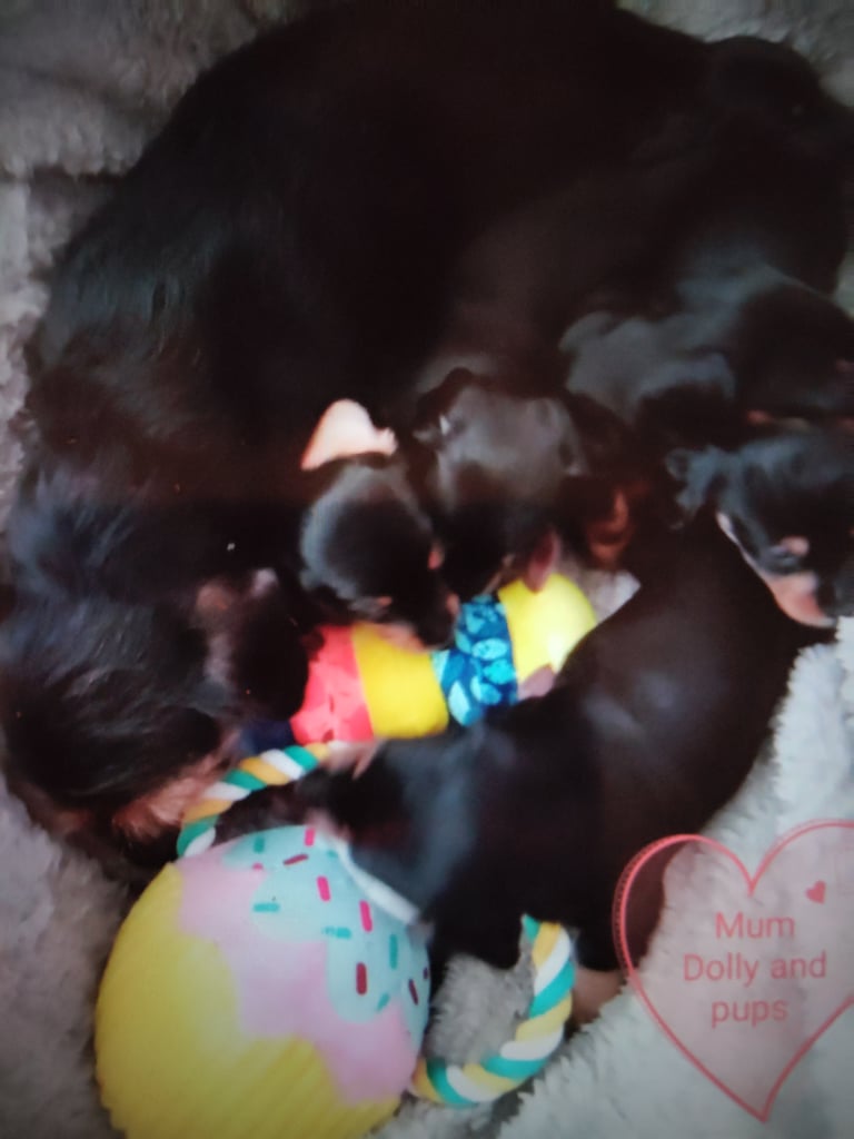 Miniature Dachshund puppies for sale 