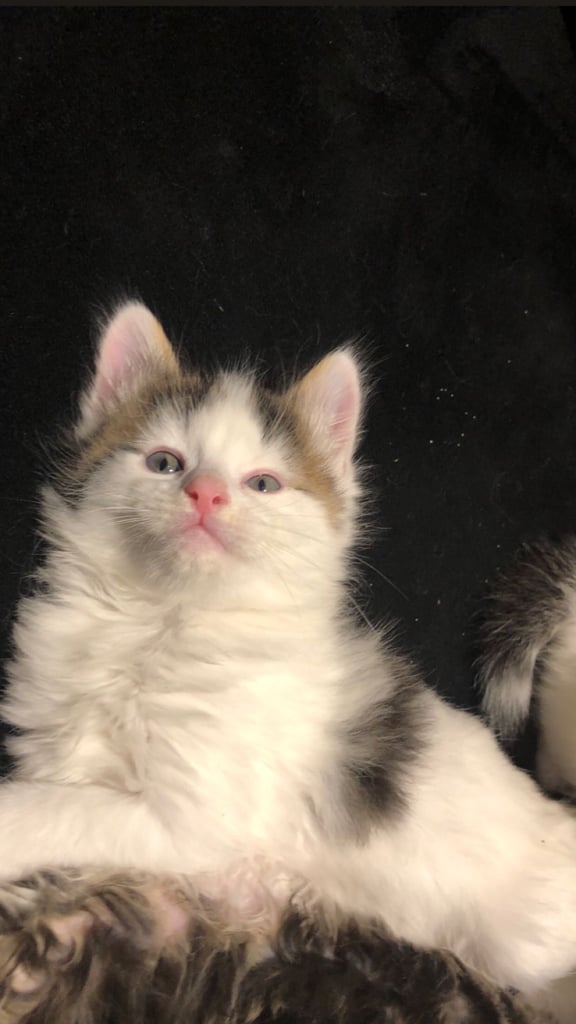 Maine coone / bengal. 