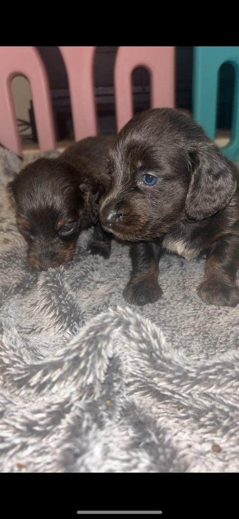 Dachshund puppies for sale 
