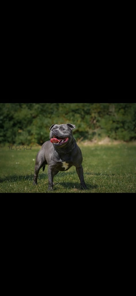Beautiful Blue staffy puppies, KC registered ready to leave